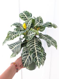 Zebra Plant 6" Pot - Indoor House Plants