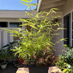 Beautiful Bonsai Japanese Bamboo with Velvet Succulents Flowers Plant Pot❤️❤️