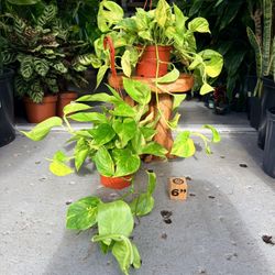 6” Pothos Neon Queen $27.99 💛💚💛