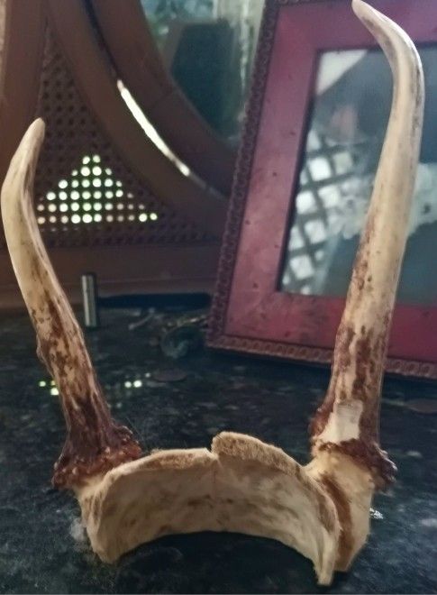 Vintage Washington Deer Young Buck Antlers Rack Taxidermy Rustic, asymmetrical