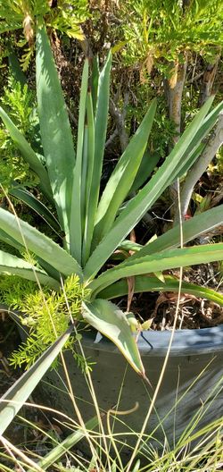 Light Green Agave. . . Various Sizes