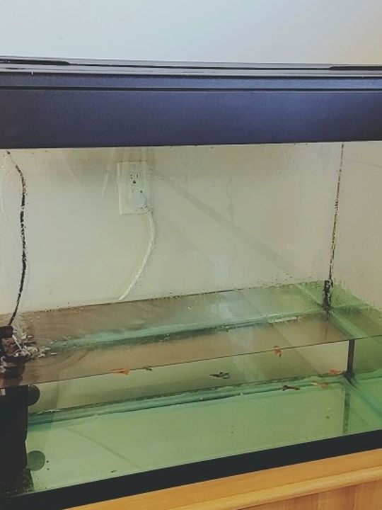 40 Gallon Glass Aquarium Fish Tank With Lid And Decorations