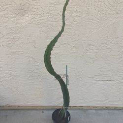 Extra Large Yellow Palora Dragon Fruit, Fully Rooted, 1 Gallon