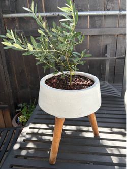 Olive tree