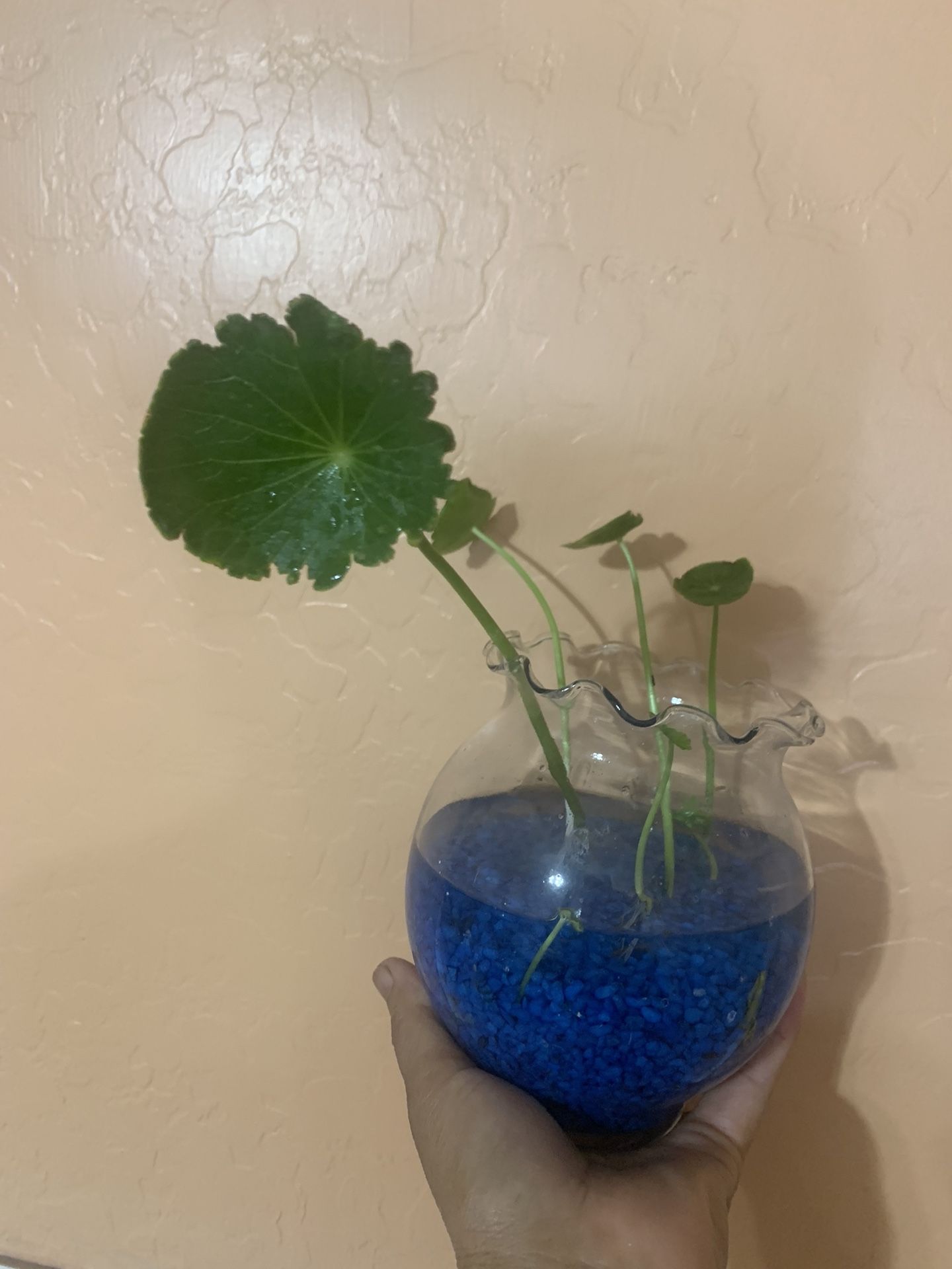 Copper Coin Glass Outdoor Indoor Plant 