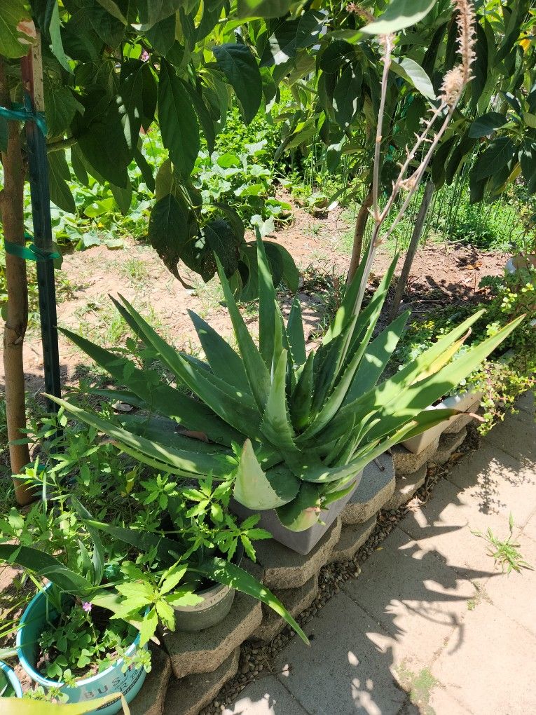 Aloe Vera Super Big