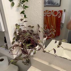 Plant 6 Dollar For Each 