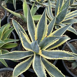 Agaves