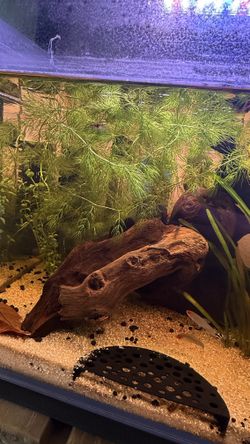 Aquatic Tank Plant