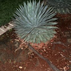 Blue Agave Plant 