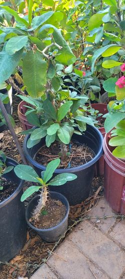 Plants Sale  CORONA PLANT CACTI  DESERT.