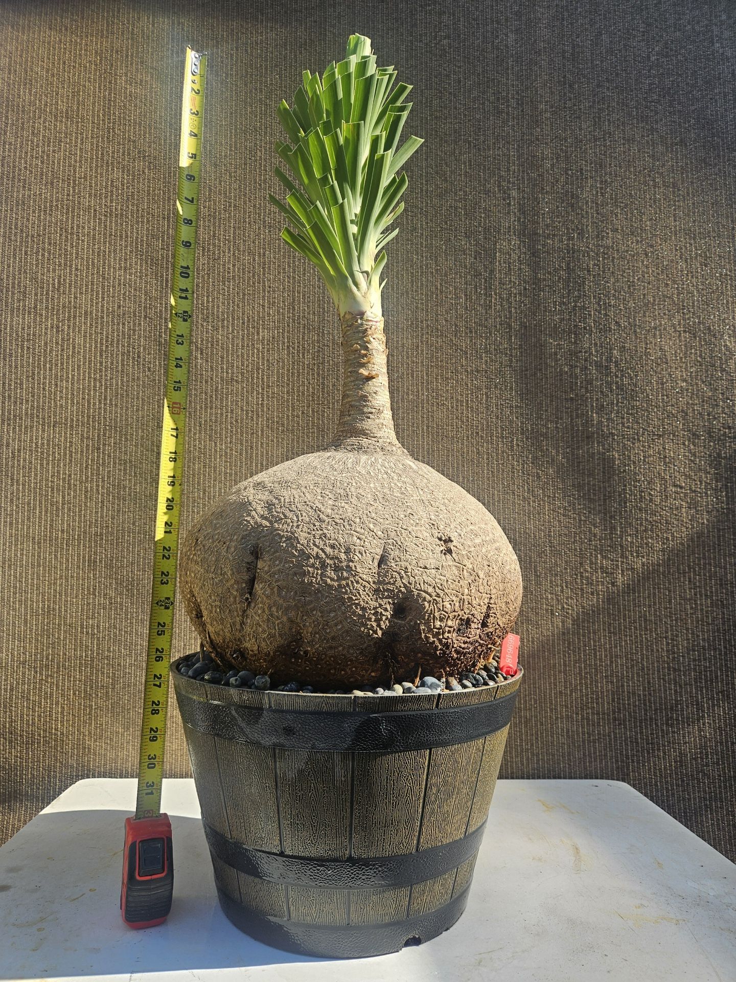 Old Ponytail Palm Bonsai Tree  ( OUTDOOR and INDOOR PLANT)