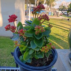 Plant
