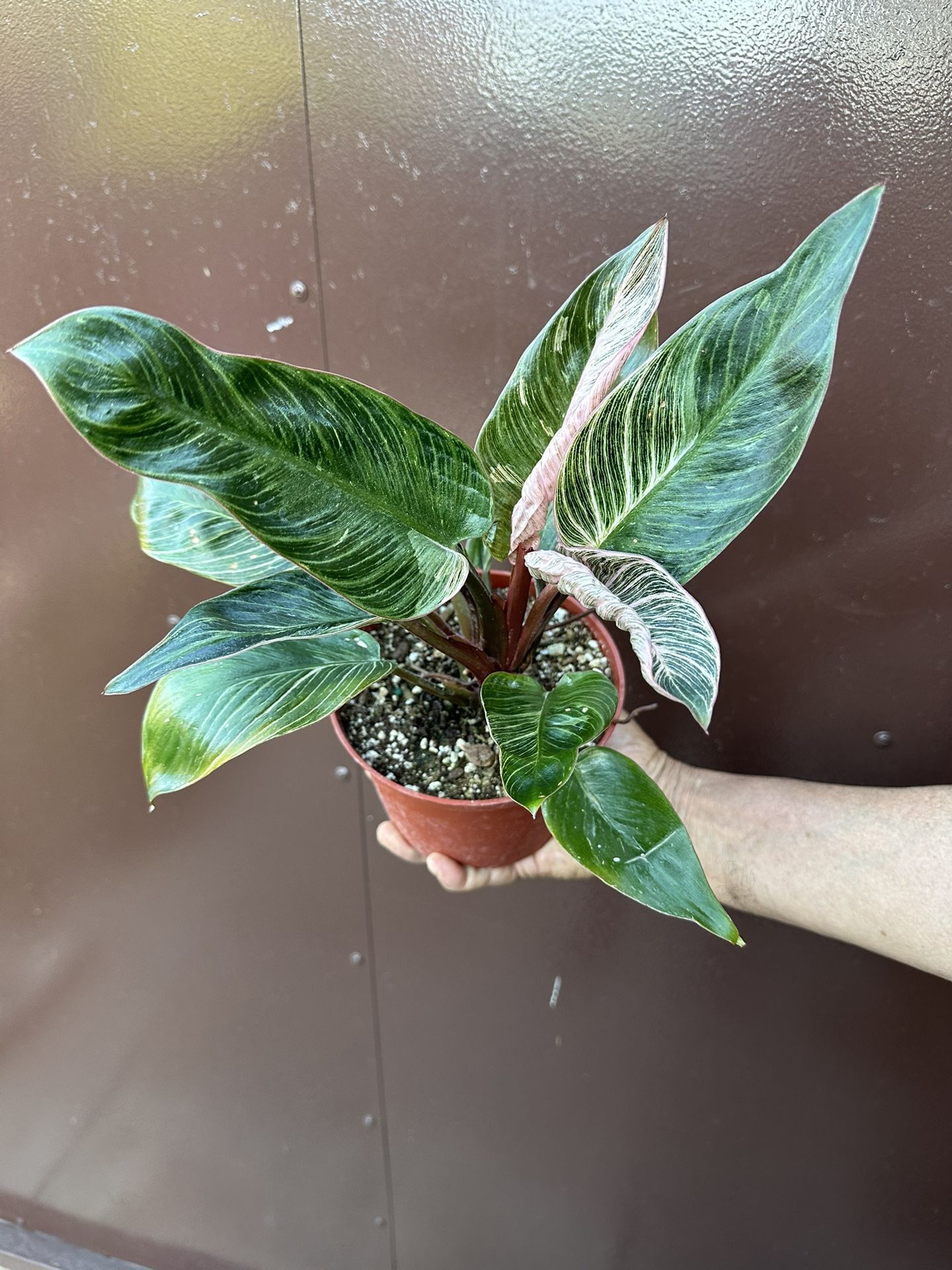 hydrogen peroxide for plants Buy Forsana Plant Care Plus main image 0