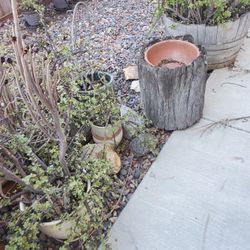 Yard vintage antique plants and metal works