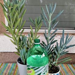  Blue Chalk Sticks Upright Succulent Plant 'Skyscraper'$12 & $7