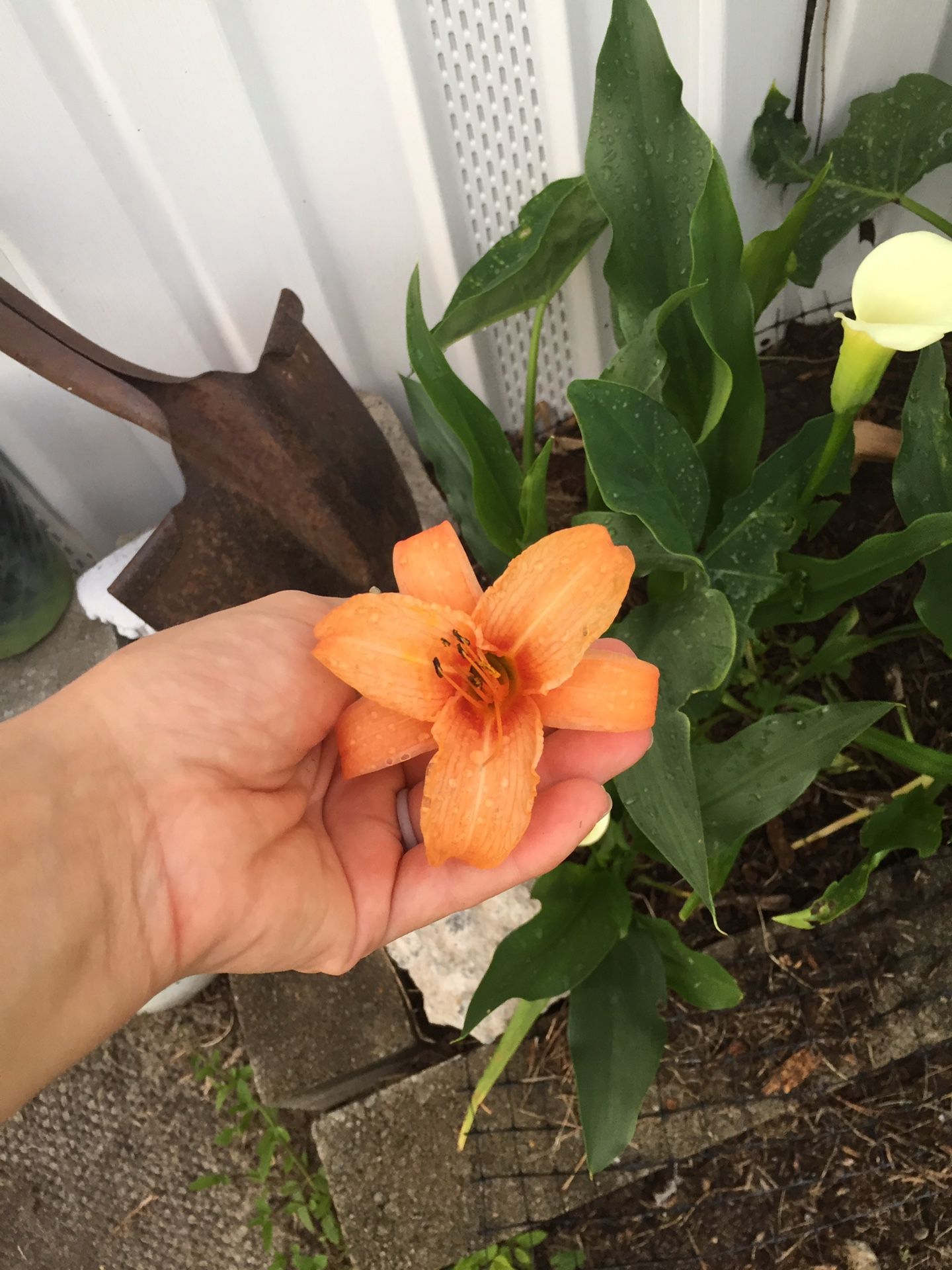 Day Lilies