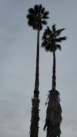 Palms