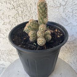 1 Gallon Pot Cactus Plant- Mammillaria Elongata Copper King - Golden Star Cactus - Live Cacti - Rooted & Established - Drought Resistant - 🌵