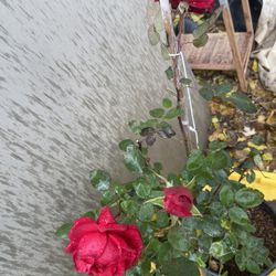 Nice Pose Bush Plant 