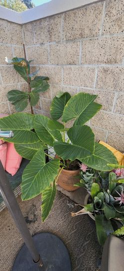 Large Tropical Elephant Ear Plant in Pot