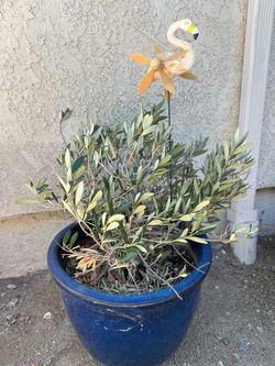 BOGO Sale! 🔥 Olive Tree