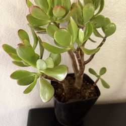 🌿Lucky Jade Or Gud Luck Plant ♥️