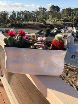 Succulent arrangement with ceramic planter