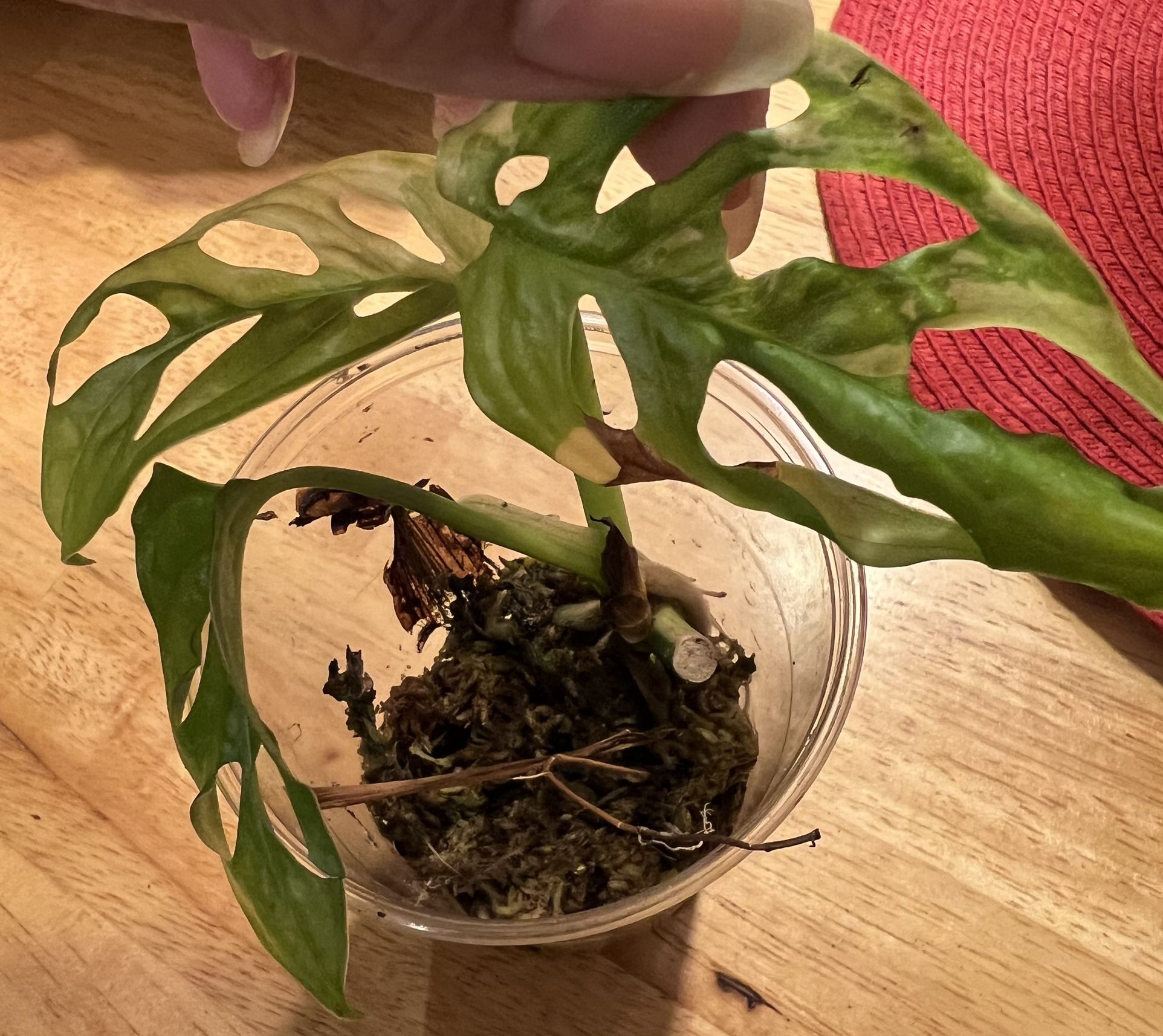 Variegated Adansonii Plant (Pls Read Description )