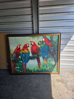 Macaw big frame