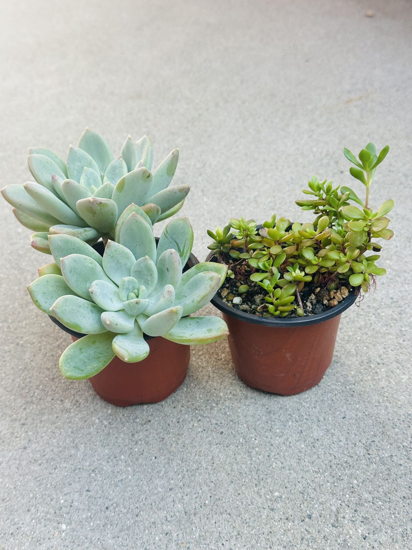 Succulents plants 🪴（2 for $5）