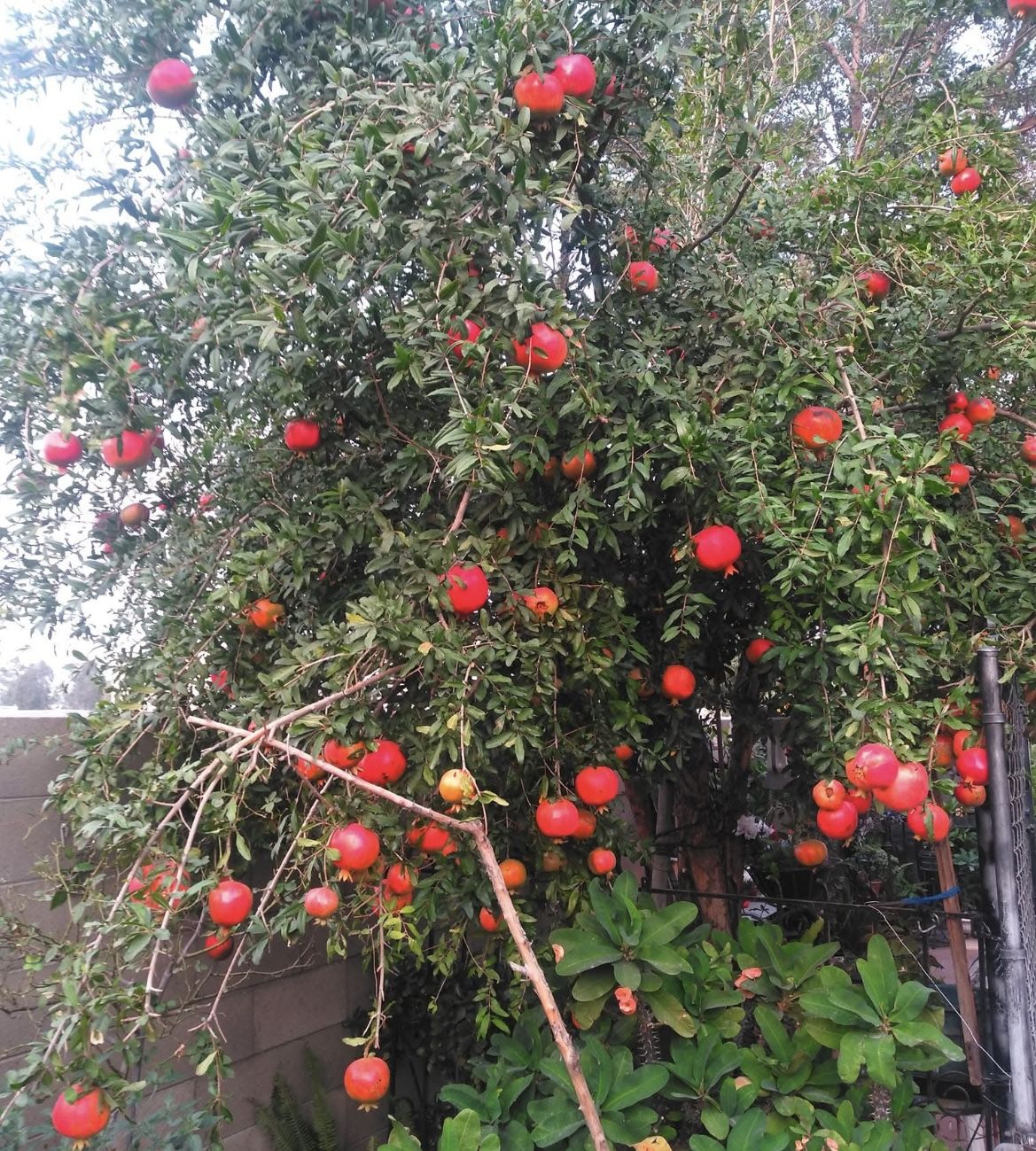 Pomegranates