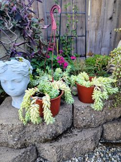 Burro tail plant have 3, only one with hanging pot for $8 the other 2 $7 each. Hablo español