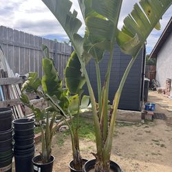 Giant Birds of Paradise 3 pots