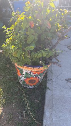 Mexican pottery with plants