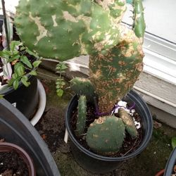 Cactus
