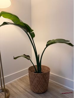 Bird of paradise natural plant