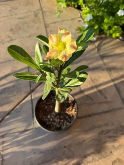 Desert Rose