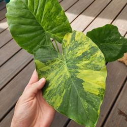 Alocasia Gageana Aurea Variegated Plant