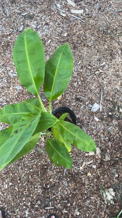 Cavendish banana