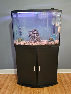 36 gallon aquarium