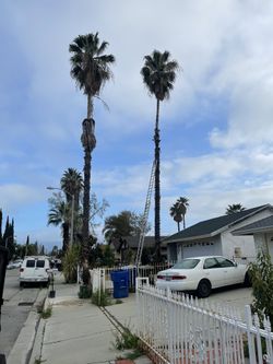 Tree - Palm Care