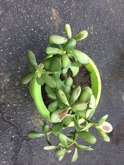 Jade plant