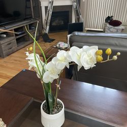 Fake Orchid Plant