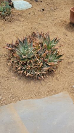 FREE  succulent plants FREE