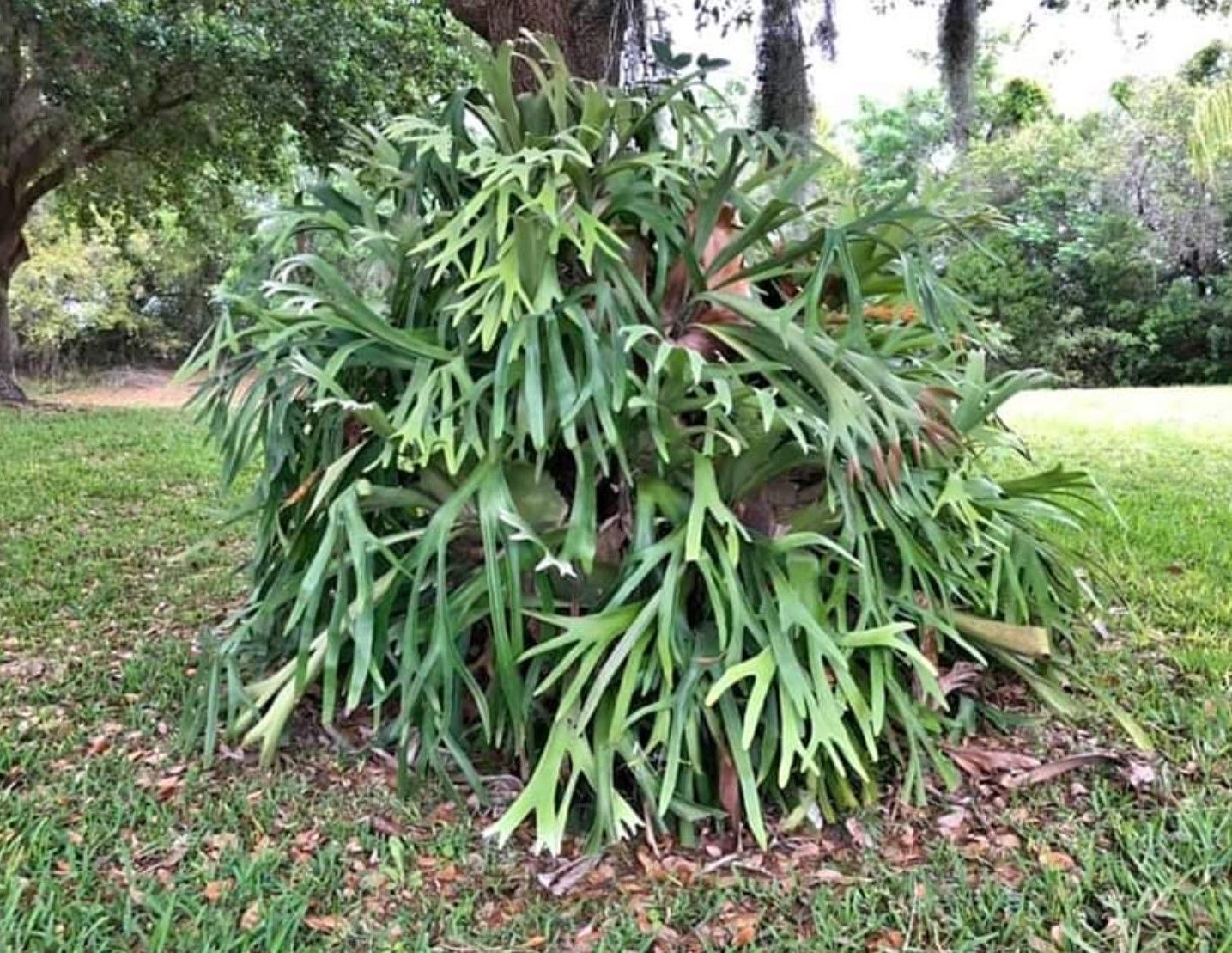Monster Staghorn ferns! 6-7 ft! Delivery and set-up available.