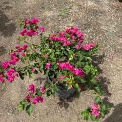 Bougainvillea