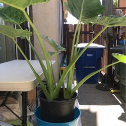 Calocasia   Outdoor & Indoor  Plant (Bac Ha)