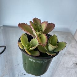 Kalanchoe Mother Of Thousands Plant 🪴 
