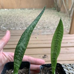 Baby Snake Plants 